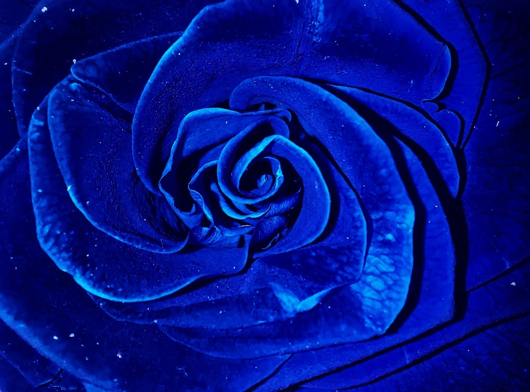 Blue Roses: The Rarest and Most Coveted Flower in the World